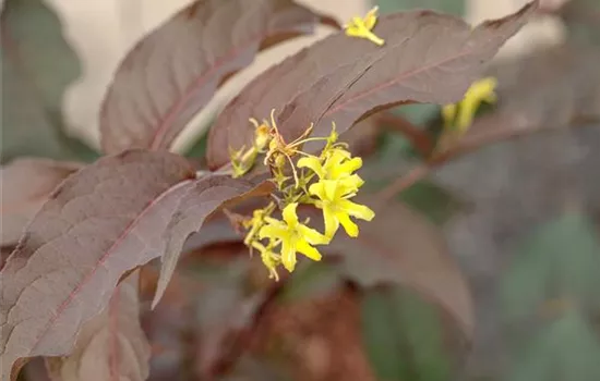 Diervilla splendens 'Diva'(s)