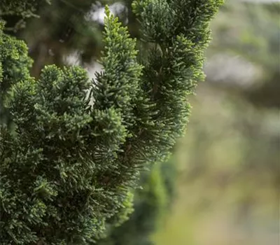 Chamaecyparis lawsoniana 'Wissel´s Saguaro' Chamaecyparis lawsoniana 'Wissel´s Saguaro'