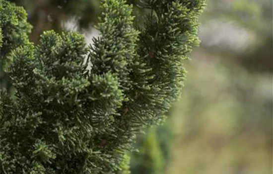 Chamaecyparis lawsoniana 'Wissel´s Saguaro' Chamaecyparis lawsoniana 'Wissel´s Saguaro'