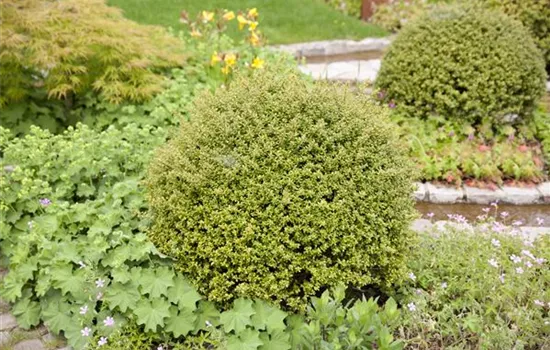 Ilex crenata 'Glorie Gem', Kugel Ilex crenata 'Glorie Gem', Kugel