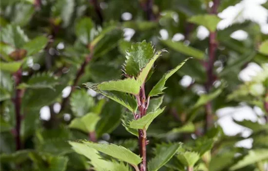 Ilex meserveae 'Little Pirat'®