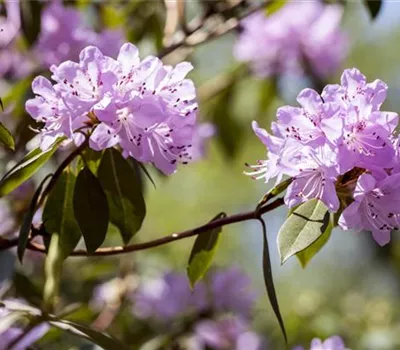 Rhododendron campylogynum var. myrtilloides 'Lilly Bell® Pearl' Rhododendron campylogynum var. myrtilloides 'Lilly Bell® Pearl'