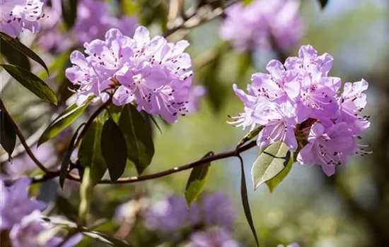 Rhododendron campylogynum var. myrtilloides 'Lilly Bell® Pearl' Rhododendron campylogynum var. myrtilloides 'Lilly Bell® Pearl'