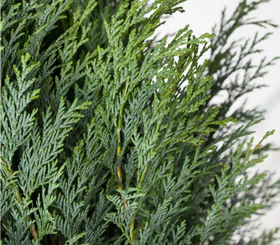 Chamaecyparis lawsoniana 'Columnaris' Chamaecyparis lawsoniana 'Columnaris'