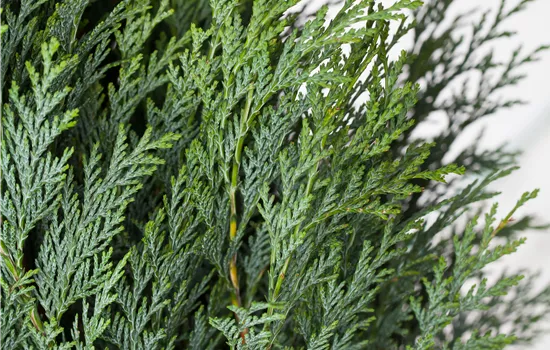 Chamaecyparis lawsoniana 'Columnaris' Chamaecyparis lawsoniana 'Columnaris'