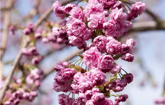 Prunus serrulata 'Kiku-shidare-zakura'