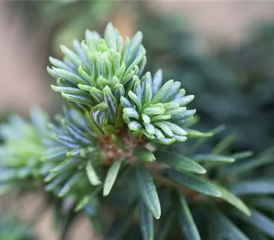Abies balsamea 'Piccolo' Abies balsamea 'Piccolo'