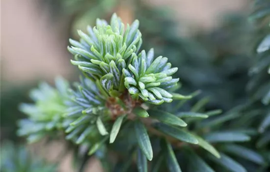 Abies balsamea 'Piccolo'