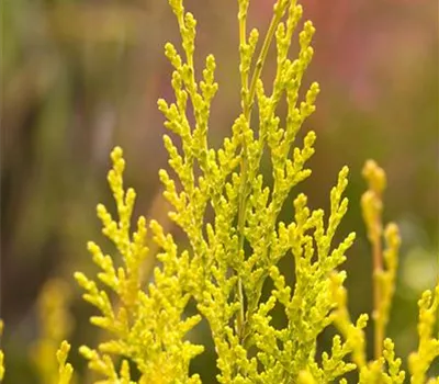 Chamaecyparis lawsoniana 'Erecta Aurea' Chamaecyparis lawsoniana 'Erecta Aurea'