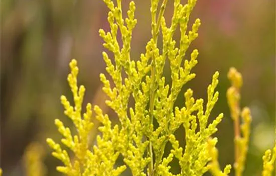 Chamaecyparis lawsoniana 'Erecta Aurea' Chamaecyparis lawsoniana 'Erecta Aurea'