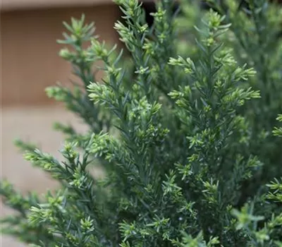 Chamaecyparis lawsoniana 'Snow White'® Chamaecyparis lawsoniana 'Snow White'®