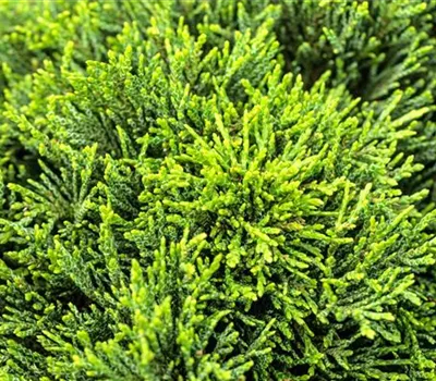 Chamaecyparis lawsoniana 'Green Globe' Chamaecyparis lawsoniana 'Green Globe'