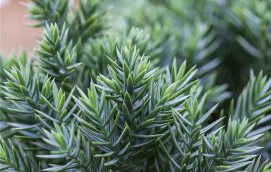 Juniperus chinensis 'Robusta Green' Juniperus chinensis 'Robusta Green'