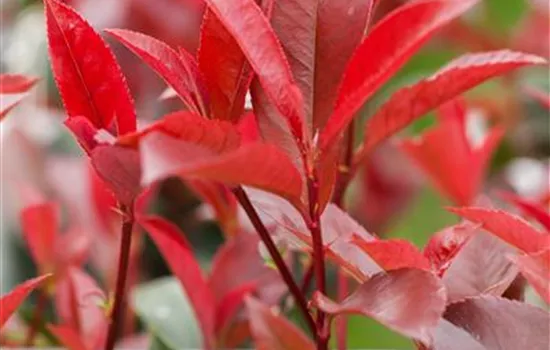 Photinia fraseri 'Devils Dream'®