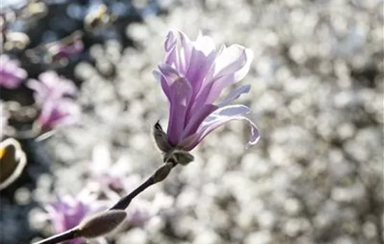 Magnolia liliiflora 'Betty'