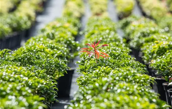 Pieris japonica 'Bonfire'