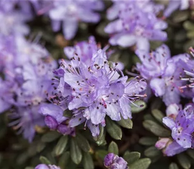 Rhododendron impeditum Rhododendron impeditum