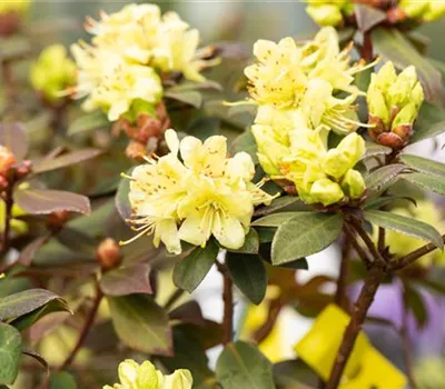 Rhododendron hanceanum 'Princess Anne' Rhododendron hanceanum 'Princess Anne'