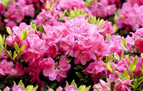Rhododendron obtusum 'Fairy Dreame® Pinky Jane®' Rhododendron obtusum 'Fairy Dreame® Pinky Jane®'