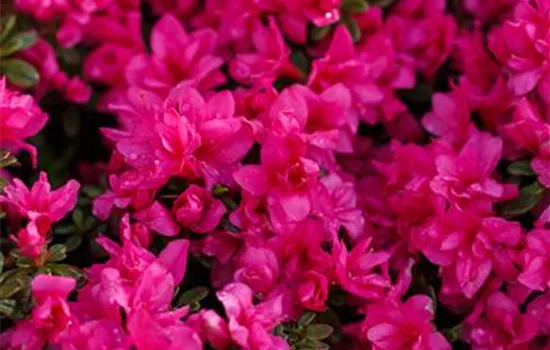 Rhododendron obtusum 'Melina' Rhododendron obtusum 'Melina'