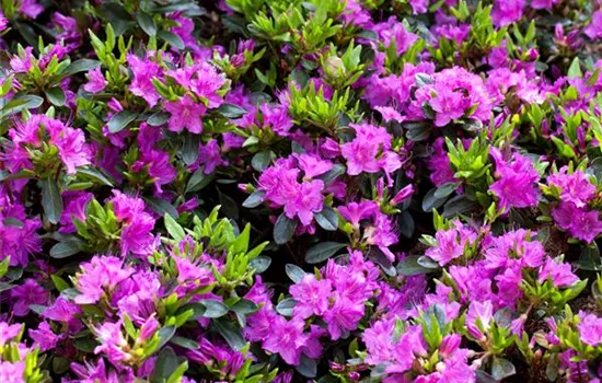 Rhododendron obtusum 'Königstein' Rhododendron obtusum 'Königstein'