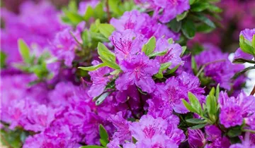 Japanische Azalee 'Königstein'