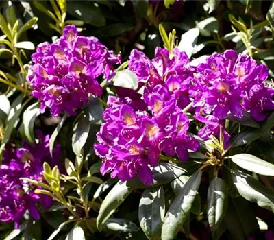 Rhododendron 'Marcel Menard'