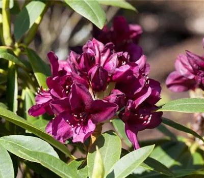 Rhododendron 'Polarnacht'