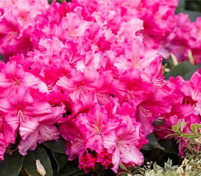Rhododendron 'Caruso'® Rhododendron 'Caruso'®
