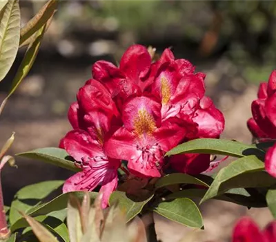 Rhododendron 'Junifeuer' Rhododendron 'Junifeuer'