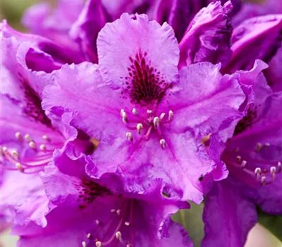 Rhododendron 'Azurro' Rhododendron 'Azurro'