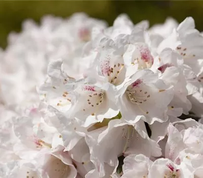 Rhododendron 'Blewbury' Rhododendron 'Blewbury'