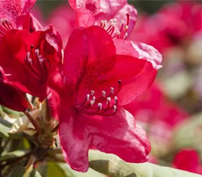 Rhododendron 'Hachmann´s Feuerschein'® Rhododendron 'Hachmann´s Feuerschein'®