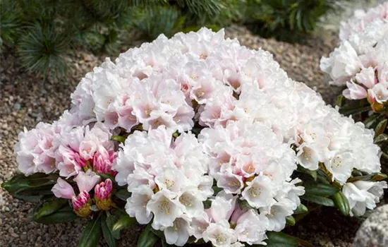 Rhododendron yakushimanum 'Edelweiß' Rhododendron yakushimanum 'Edelweiß'