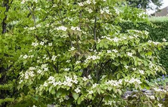 Cornus kousa chinensis 'Teutonia'