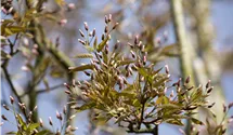 Felsenbirne 'Robin Hill'