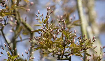 Felsenbirne 'Robin Hill'