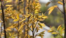 Felsenbirne 'Robin Hill'