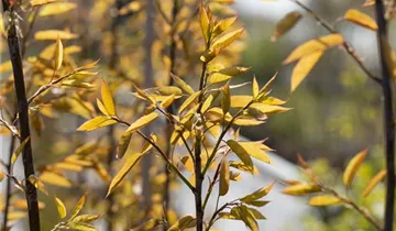 Felsenbirne 'Robin Hill'