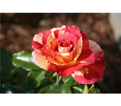 Rosa 'Alfred Sisley'® Rosa 'Alfred Sisley'®