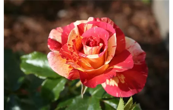 Rosa 'Alfred Sisley'® Rosa 'Alfred Sisley'®