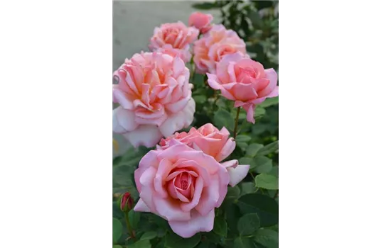 Rosa 'Belle de Seigneur'® Rosa 'Belle de Seigneur'®