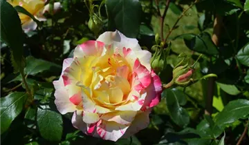 Edelrose 'Camille Pissaro'