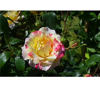 Rosa 'Camille Pissarro' Rosa 'Camille Pissarro'