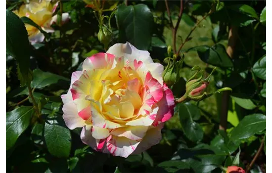 Rosa 'Camille Pissarro'