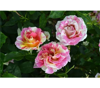 Rosa 'Claude Monet'® Rosa 'Claude Monet'®