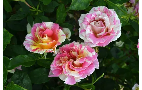 Rosa 'Claude Monet'® Rosa 'Claude Monet'®