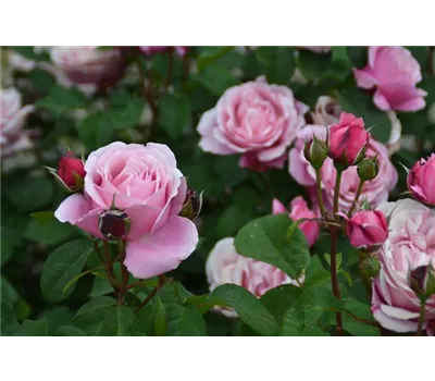 Rosa 'Dieter Müller'® Rosa 'Dieter Müller'®