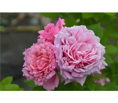 Rosa 'Bienvenue'® Rosa 'Bienvenue'®