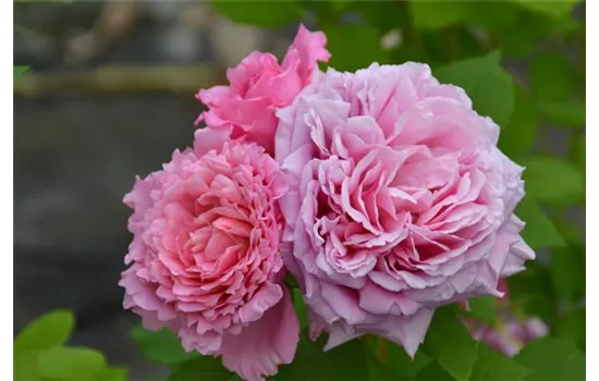 Rosa 'Bienvenue'® Rosa 'Bienvenue'®